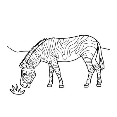  Раскрасить зебру