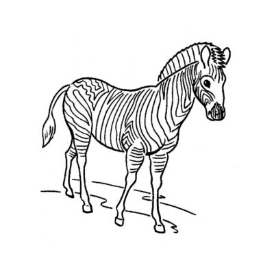  Зебра - травоядное животное